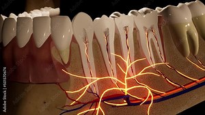 Tooth - detail model - 3D model animation on a black background. Nerves, cut tooth, arteries.