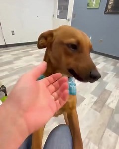 Sawyer is available. View all our available dogs in the Adoptable Dogs photo album on Facebook. APPLY TO ADOPT BELOW: https://form.jotform.com/73603473068256 Message us for more information. #novascotia #newbrunswick #pei #maritimedogs #dogs #dogrescue | The Relinquished Souls Animal Rescue Society Reg non-profit # 3318351