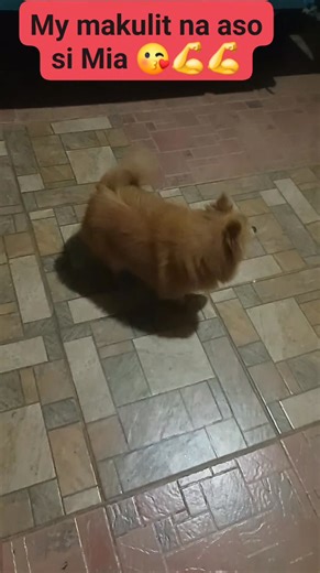 5.3K views · 52 reactions | My naughty dog Mia  #empowerment #radio #broadcast | Teresa L Villan | Facebook