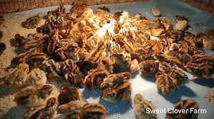 Get ready for a cuteness overload! This week's quail chicks have started hatching and we've got 97 button chicks & 265 Coturnix chicks in the brooder so far And tomorrow, even more little ones will join the party! | Sweet Clover Farm