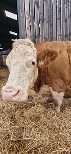 Emma the cow who likes assistance when calving. #theblakeybrothers #fyp #viral | The Blakey Brothers