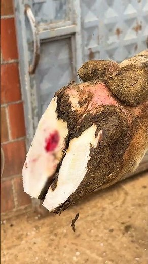 incredible recovery process