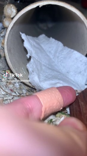 Hamster Relaxing in Cylindrical Enclosure