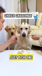 10K views · 34 reactions | Pick Dad or Mom? Can't choose one without pissing off the other, y'know? Cr: Rednote 302201188 #puppy #fun #timefordinner #pets #love #dog #Challenge | Miss Panda | Facebook