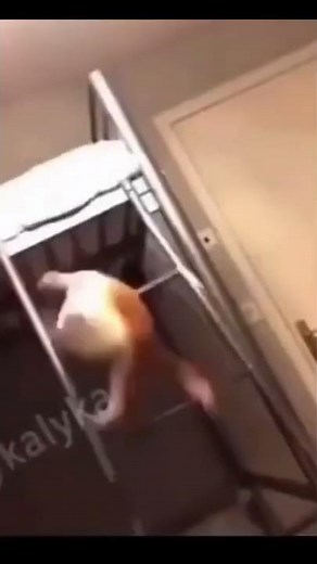 Cat falls down ladder￼