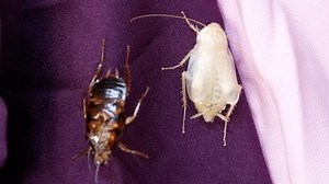 Kakerfisch faulen. Schimmel: Stockvideos & Filmmaterial (100 % lizenzfrei) 1010032967 | Shutterstock