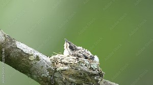 Black-winged Flycatcher-shrike chick resting in a small, cup-shaped nest, seemingly made of light-colored plant fibers, situated on a sturdy tree branch