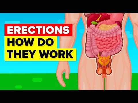 How An Erection Works