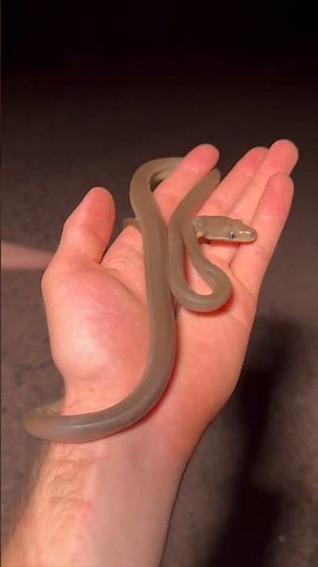 Finding a Young Olive Python!