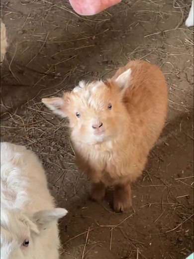 Adorable Baby Lambs: A Sweet Encounter