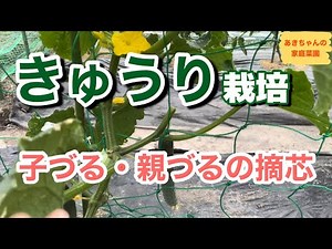 (きゅうり栽培)子づる・親づるの摘芯【きゅうり栽培】【親づる摘芯】【子づる摘芯】【家庭菜園】