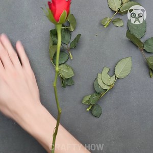 Practical DIY Propagation Ideas | Crafty Panda How