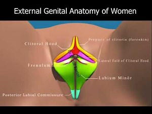 Female Reproductive System | Female External Genitalia Anatomy | Labiaplasty Surgeries