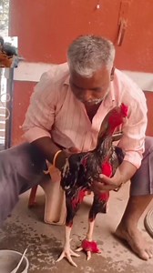 72K views · 3.6K reactions | Training time  #aseellovers #aseelfight #aseelmurga #Aseel #reels | rustum | Facebook