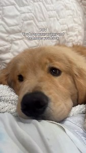 1.7M views · 48K reactions | I'll show you boop, woman!!! 藍 another one of our top videos this year — Happy New Year!  #goldenretriever #puppiesofinstagram #funnydogs #funnypuppy #goldenretrieverpuppy | Zebby The Golden Retriever | Facebook