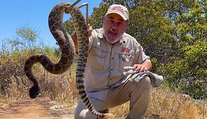 15K views · 227 reactions | In this wild adventure, I’m on the lookout for angry venomous rattlesnakes deep in their natural habitat!  From the spine-chilling sound of their rattles to their powerful strikes, these snakes are not to be messed with! This up-close and personal look at rattlesnake behavior is both thrilling and educational—but remember, DON’T TRY THIS! | Jayprehistoricpets | Facebook