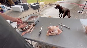 HOW TO BUTCHER A CHICKEN (ENTIRE PROCESS) #homesteading #homestead #meatchickens #pastureraisedchicken #chickenbutchering #pasturedpoultry #farmstead #yardbird | Tanner Farmstead