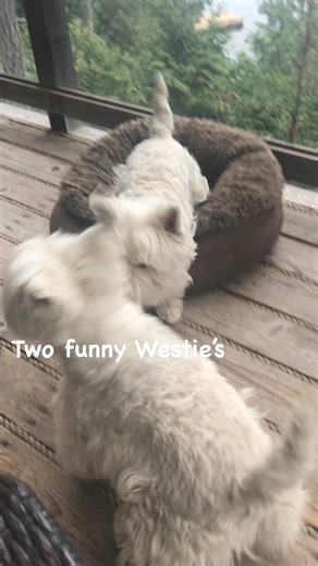 3.9K views · 732 reactions | Two funny Westie’s | The Piper Chronicles | Facebook