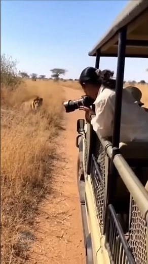 LION LEAPS INTO OPEN JEEP — Tourist Face-to-Face With Big Cat | Raw Safari Footage