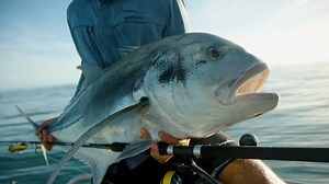 171 reactions · 6 comments | Introducing the Stradic SW series from...