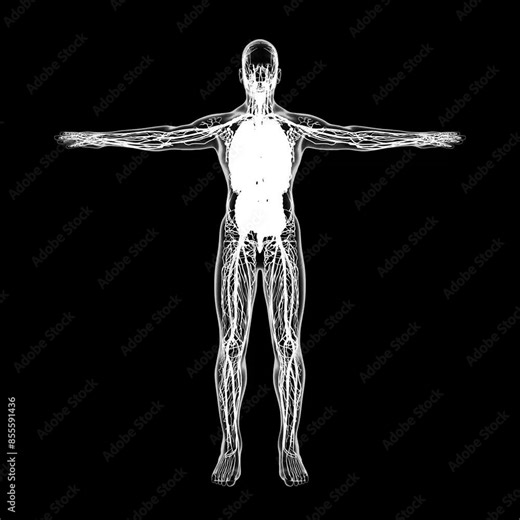 This video showcases a 3D model of the human lymphatic system. View the intricate network of vessels, nodes, and organs that play a vital role in immune function and fluid balance