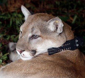 Real Cougar Sightings Causing Alarm In Pullman: Police