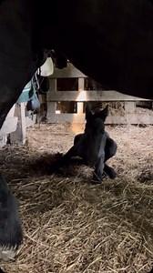 Welcome to this world Friesian filly Elowyn , born around 5 am to momma Petra C and daddy Wylster ,, precious one ☺️💕 #blessedbeyondmeasure #friesianhorse #horse #horselovers #foal #animallove | Susie Gordon Fine Art