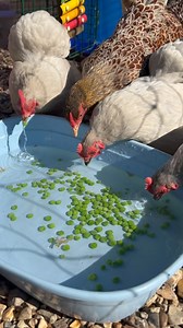 Pea bobbing! It was a HOT day today! So to encourage the girls to drink we popped some peas into water and they pecked them out! #morning #goodvibes #sunny #treat #health #healthyfood #healthylifestyle #wellbeing #wellness #grow #homegrown #eatclean #growyourownfood #green #ilovemychickens #chicken #chickens #chickensofinstagram #picnic #chickenkeeping #countrylife #spoiltchickens #petstagram #petsofinstagram #animals #animalhusbandry #pethens #happyhens #hot | Eggs and Fluff
