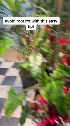 Avoiding root rot in your houseplants will put you leaps and bounds ahead of mos #plantsplantsplants #houseplants #plantsmakepeoplehappy | Home ThePlanter