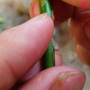 Gli espedienti di vita incontrano il giardinaggio in questo tutorial sull'innesto delle rose. | Fabiosa Italia