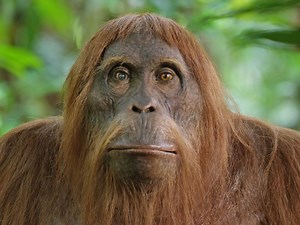 Spy in the Wild | Collections | Nature | PBS