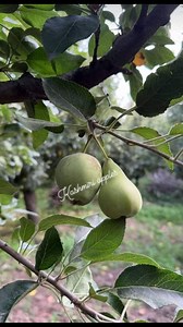 Yarana yar ka #pears #pearlearrings | Kashmiri Apples