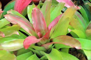 Aechmea fasciata jenis tanaman brasil lokal.