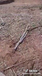 Toma descuidado | Neno Batista