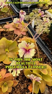 We love Pinguicula flowers and “Razzberry Blonde” just might be the most beautiful of all of them! Sometimes, when you see plants blooming in mass, it really blows you away. We wanted to share that with you! What do you think? Is this the most beautiful one of all? Www.CaliforniaCarnivores.com | California Carnivores