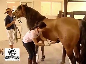 Horse penis cleaning and semen collection