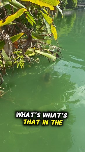 🌎 ANY OMC CUSTOMER ACROSS THE PLANET CAN NOW ENTER THIS DREAM omctackle.com customer reward OPPORTUNITY! ❓ SO HOW CAN YOU WIN THIS INCREDIBLE ALL EXPENSES PAID HOLIDAY WITH ME next July 2025❓SIMPLE…All you have to do is Spend £40 or more in a single transaction from NOW to the end of July 2024 on the #omctackle website & you’re AUTOMATICALLY entered into a draw to win a DREAM TRIP with myself to the home of MONSTERS IN THE DEEP Gillhams Resort in Thailand NEXT JULY! ✅ Check IN July 19th 2025! ✅