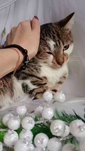 - Name: Kayo - Geschlecht/Sex: männlich - Alter/Age: 02/2025 - Kastriert/castration: ja - Optik/Rasse/look/race: Kurzhaarmix - Impfung/Vaccination: ja - Mikrochip/Microchip: ja - FIV/FeLV: negativ - verträglich mit Katzen/to cats: ja - verträglich mit Hunden/to dogs: ängstlich - Kinder/likes children: ja - Katzentoilette/using the cattoilet: ja - Beschreibung: Kayo kam von selbst auf meinen Hof. Er war verängstigt, rannte unruhig umher und miaute laut. Er war sehr hungrig, stürzte sich auf das F