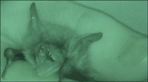 Bat mating ritual caught on film