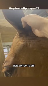 5.7K views | Why Do Horses Need EarPlugs? 樂 | Perkins Eyambe | Facebook