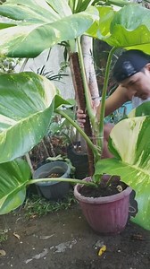 268 reactions · 126 comments | Giant hawaiian golden pothos, propagation, #propagationtips #goldenpothos #garden #plants #plantitoplantitaChallenge #fbyシ #FB粉專 #realvideo #natureart #fbpost #viralpost #trendingpost | Jayson M. Gaylan | Facebook