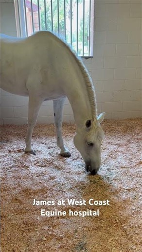#paradisevalleyunited #horse #azteca #equestrianjourney #losangeles #rescue #hospital #equestrian