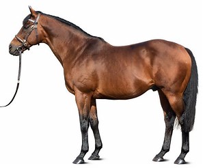 Dubawi - Alchetron, The Free Social Encyclopedia