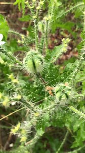 4.4K views · 112 reactions | Bull nettles (Cnidoscolus stimulosus &...