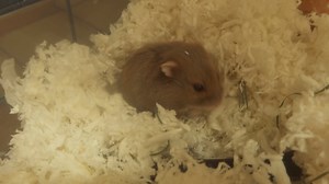 abandoned at our ront door. This is Teenie about 6 mos old female Dwarf Hamster. Better with older childrenup for adoption at TLC.. comes with a cage. Video on the TLC Facebook page. | Tender Loving Care Animal Shelter