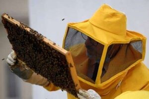 Bahamian beekeepers affected by Hurricane Dorian receive grant funding to rebuild businesses - Jamaica Observer