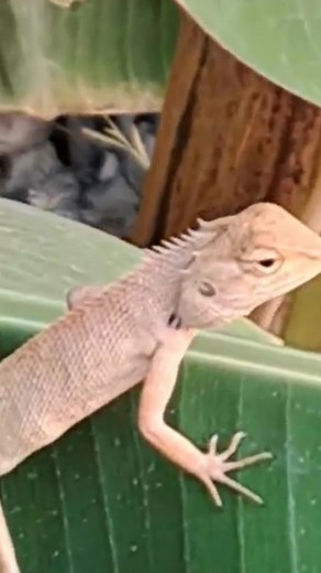 A WAY cool iguana graces The CHI Homestead! #lizardsofinstagram #lizard #lizardlover #lizardlife #lizardpoint #iguana #iguanalife #nature #wildl | The CAT Diaries