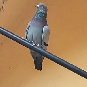12K views · 631 reactions | Say Hello to the wild friend | Pigeon lovers | Facebook