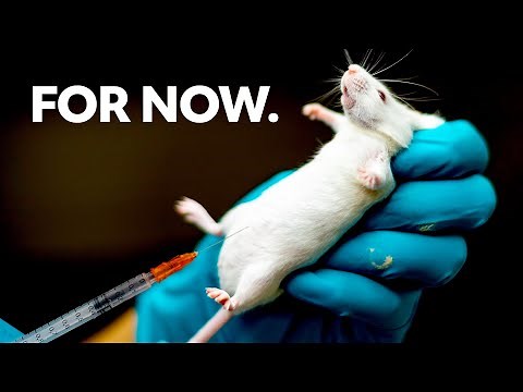 Animal research is still the best option