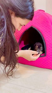 53K views · 3.1K reactions | Mumma ka new dost #puppy #puppies #puppylove #puppylovers #puppylife #dogmother #dogmom #dog #dogs #dogfood #doglife #doglover #doglovers #supportus #blessings #love #reels #viral #instareels #insta #instagram #fb #fbreels #fbreelsvideo #fbreelsfypシ゚viral | Bezubaanjaan1517 | Facebook